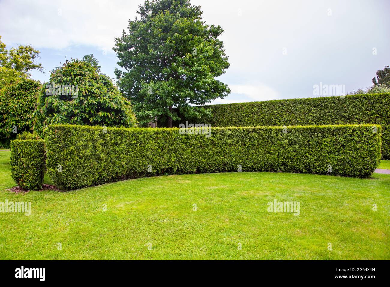 curved thuja hedge in a garden with trees and a green lawn summer backyard landscape, nobody. Stock Photo