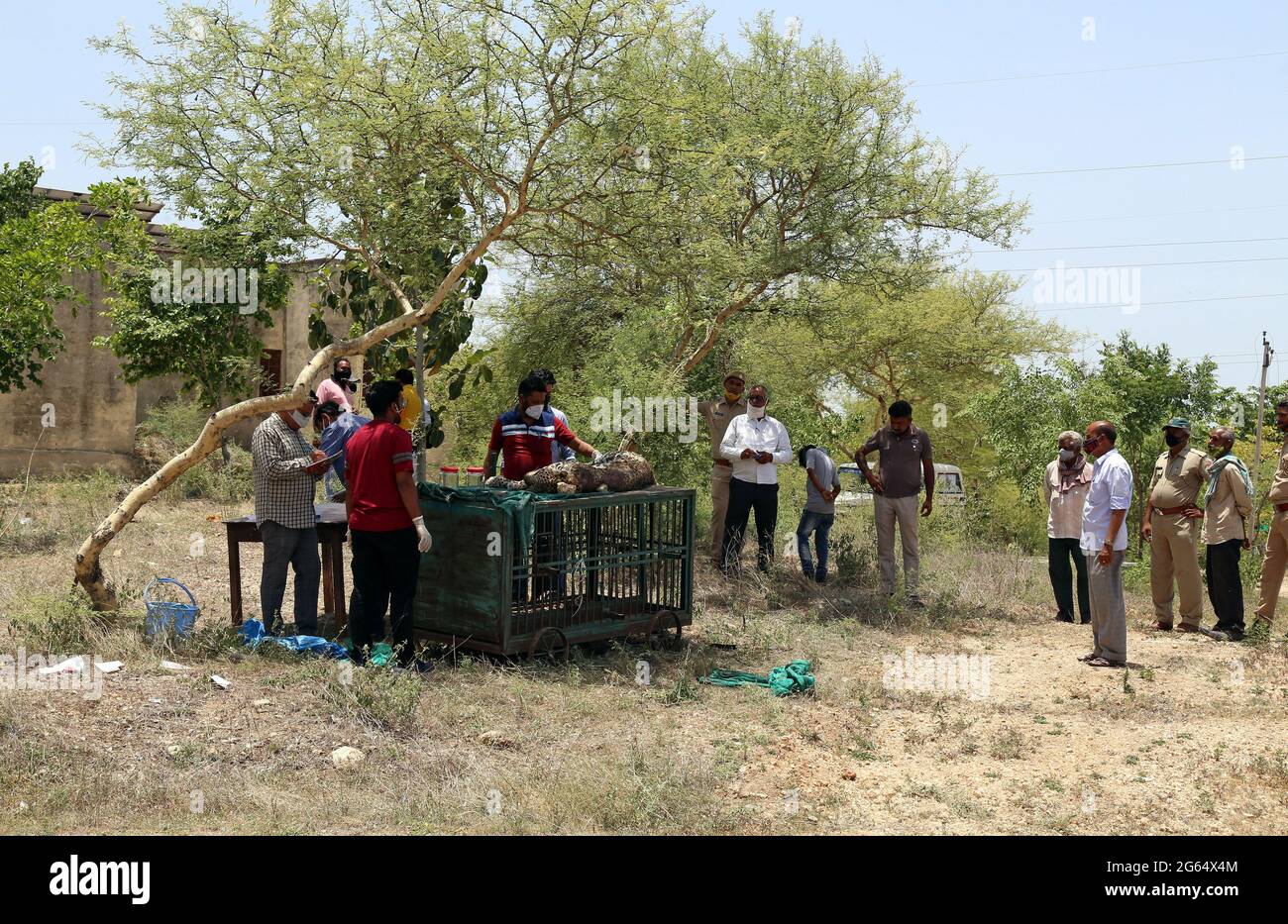 Indian veterinary doctors examies a dead panther during postmortem at  forest office in Beawar. Dead body of adult female panther found at  entrance of a cave on mountain in a village near