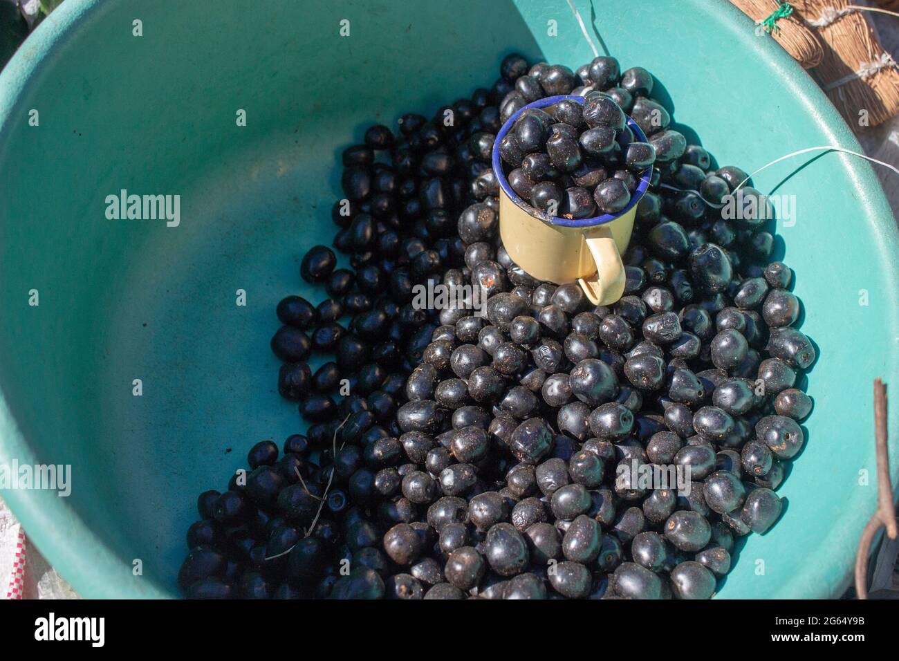 Smelly-berry fingerleaf  (Vitez mombassae) wild fruit known in Shona as Tsubvu or Hubva Stock Photo