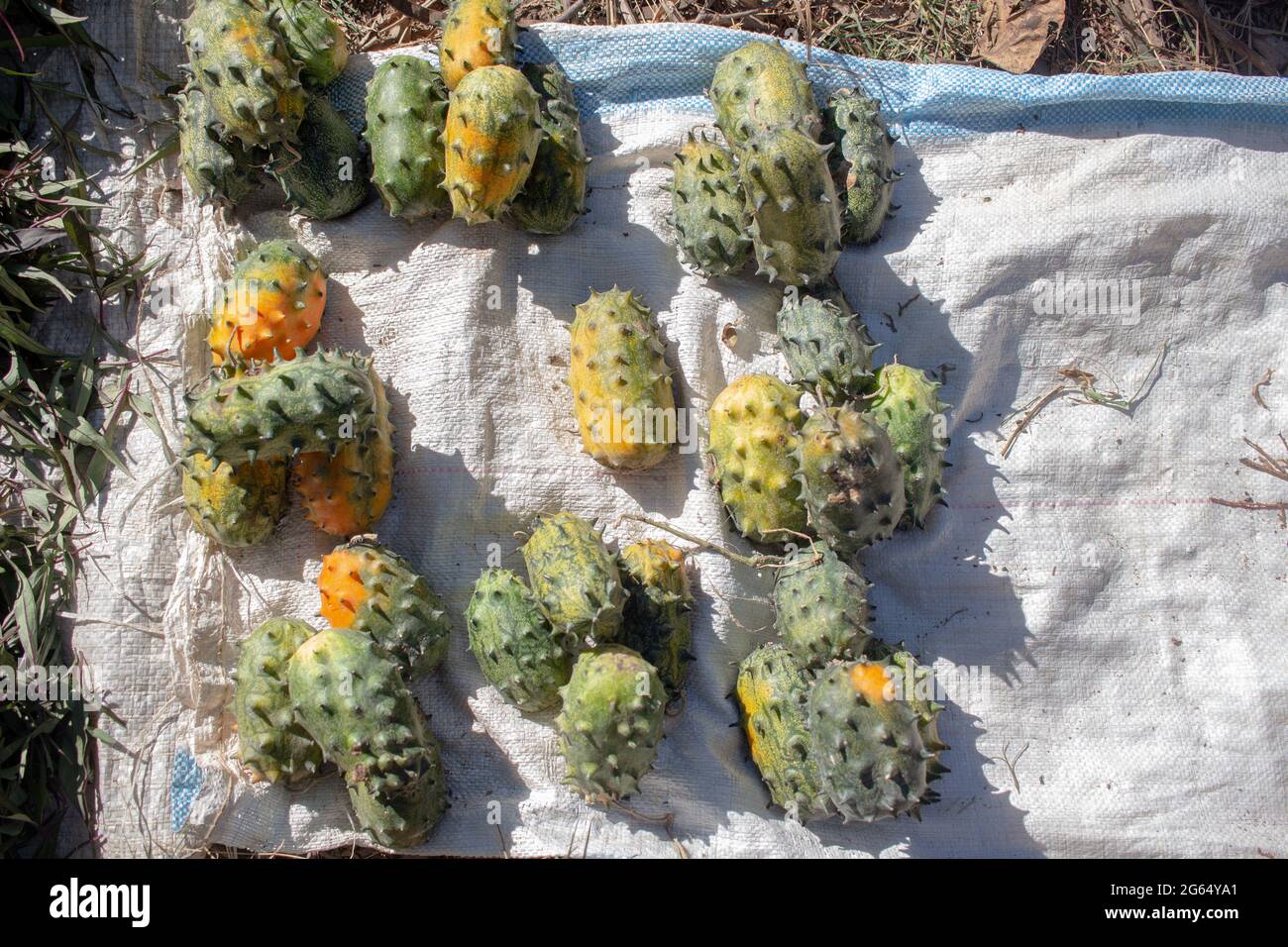 African horned cucumber (Cucumis metuliferus) on a street market stand Stock Photo