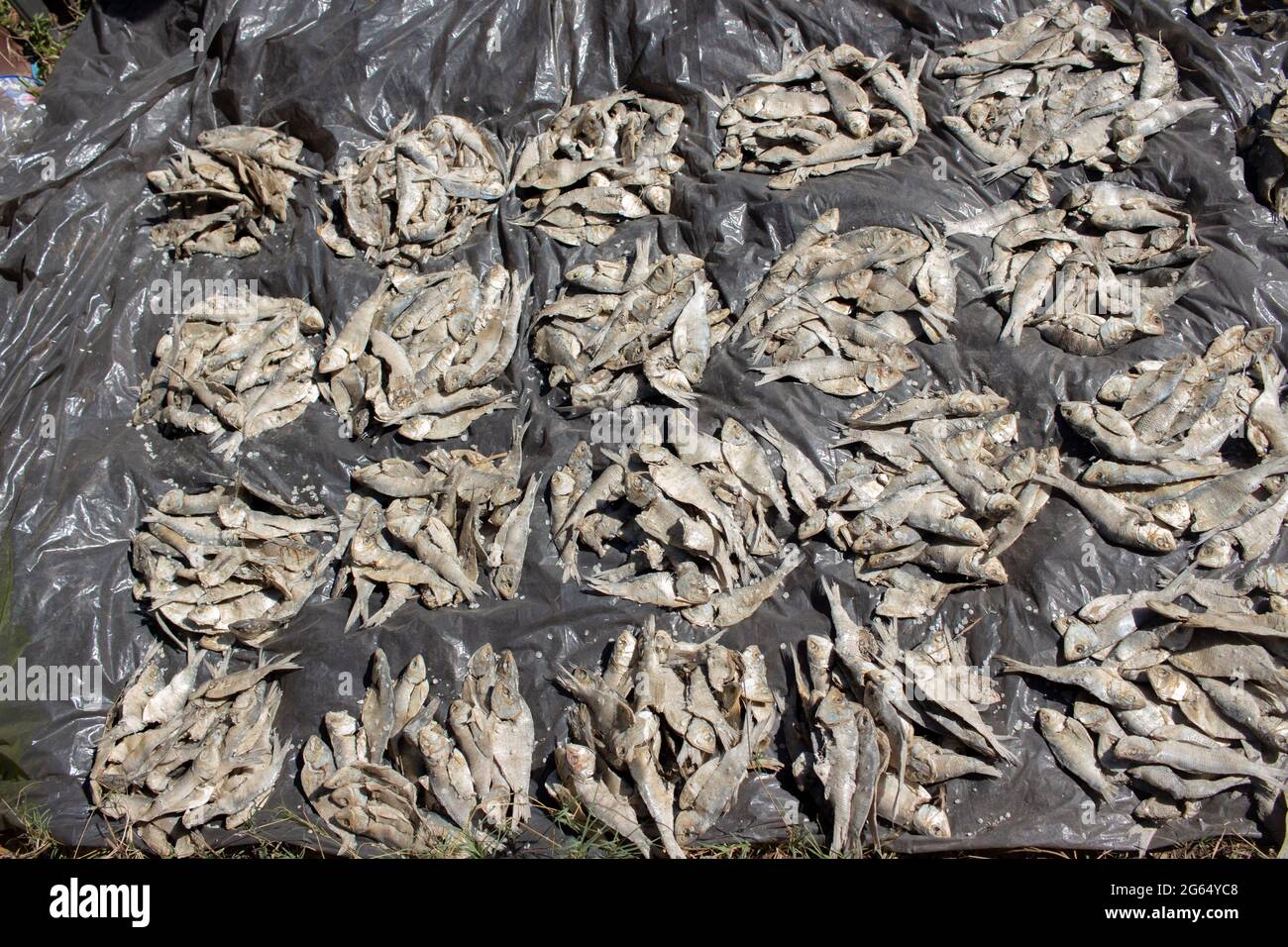 African dried tilapia salty fish Stock Photo Alamy