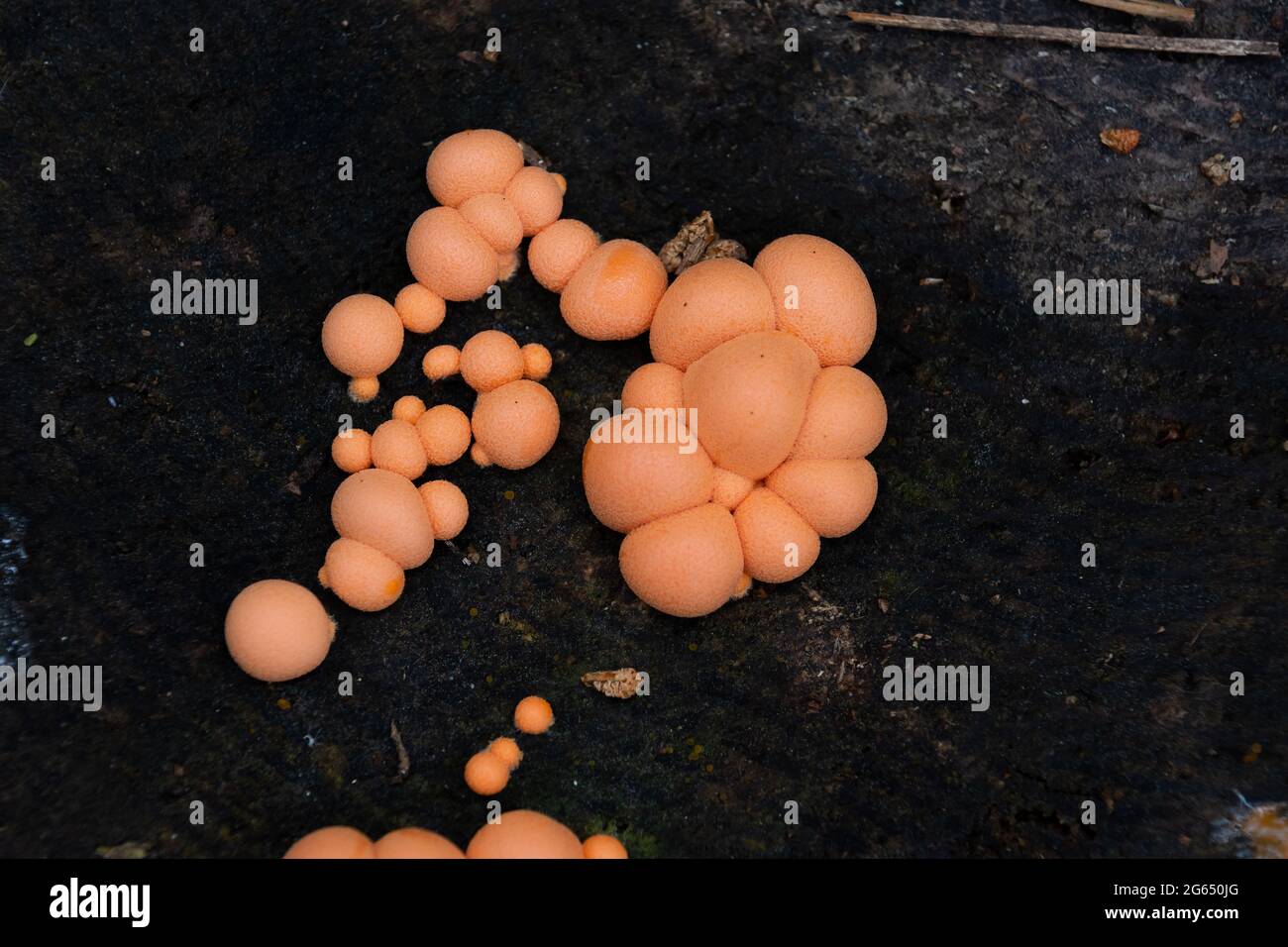 Fruiting bodies of the myxogastrid commonly known as wolf's milk growing on damp wood Stock Photo