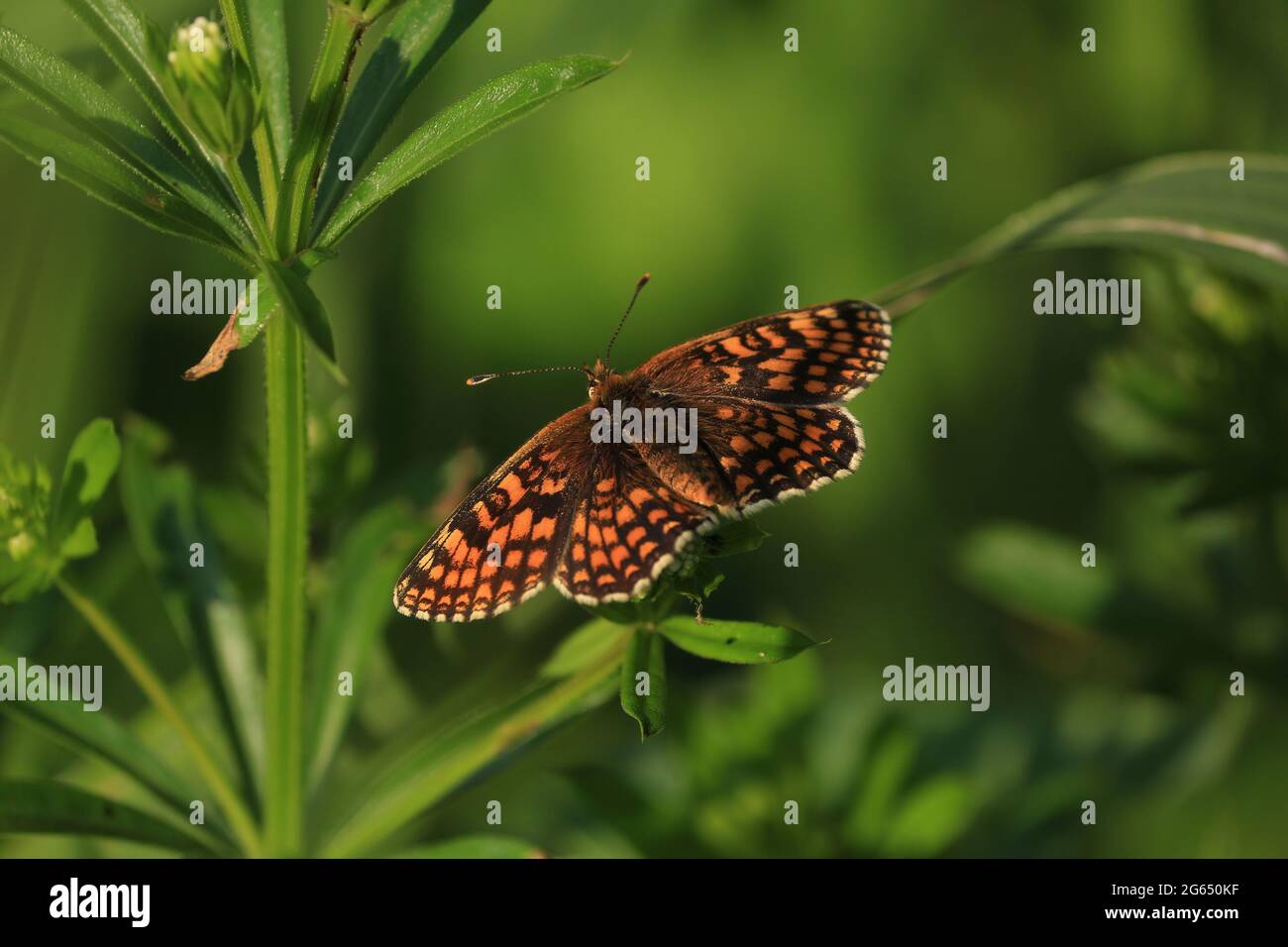 Melitaea diamina, False Heath Fritillary. Close-up bright orange-brown butterfly sits in sunlight on green leaves in meadow in summer morning. Stock Photo