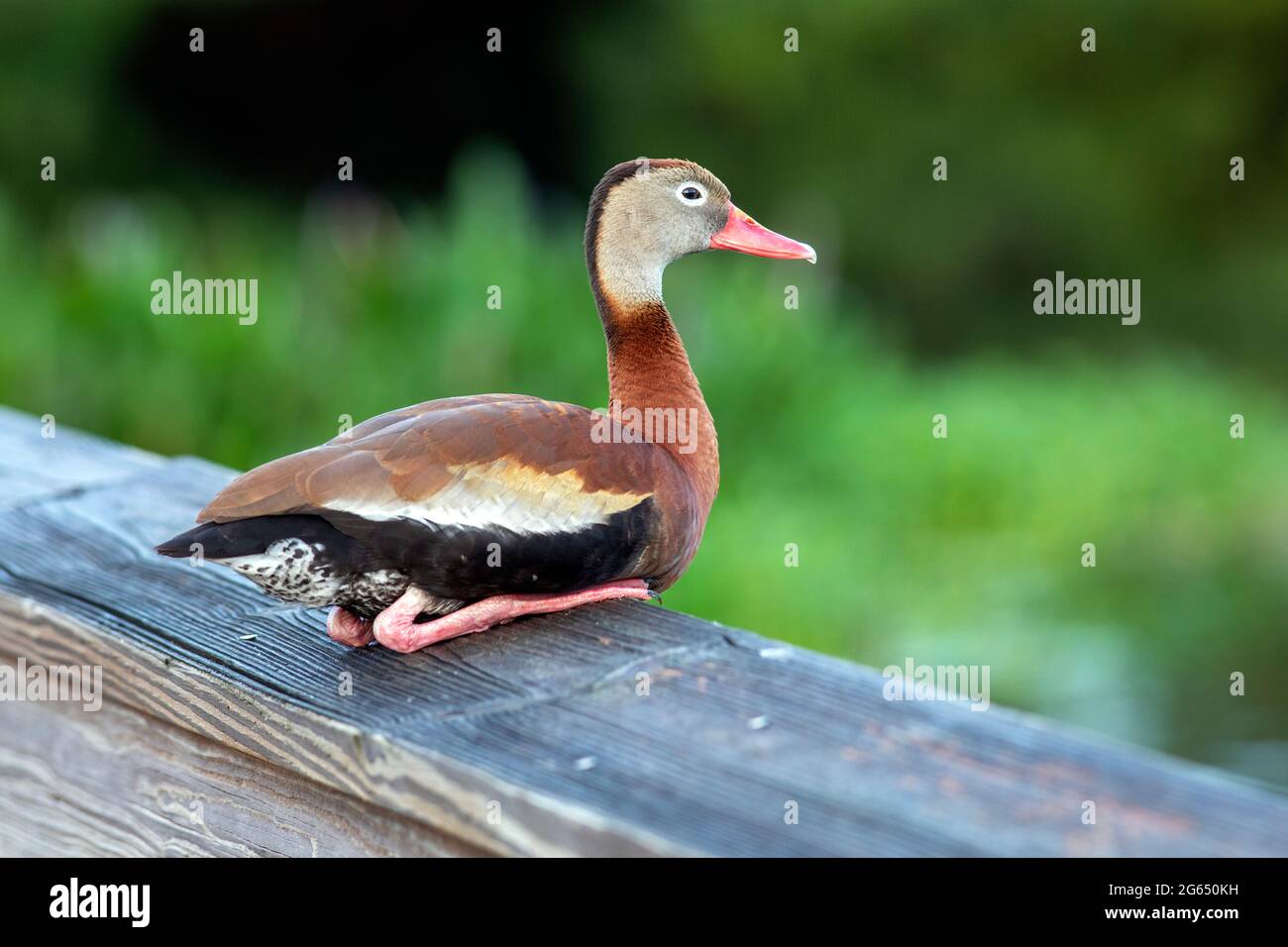 Black-bellied Whistling-Duck (Dendrocygna autumnalis) - Wakodahatchee Wetlands, Delray Beach, Florida, USA Stock Photo