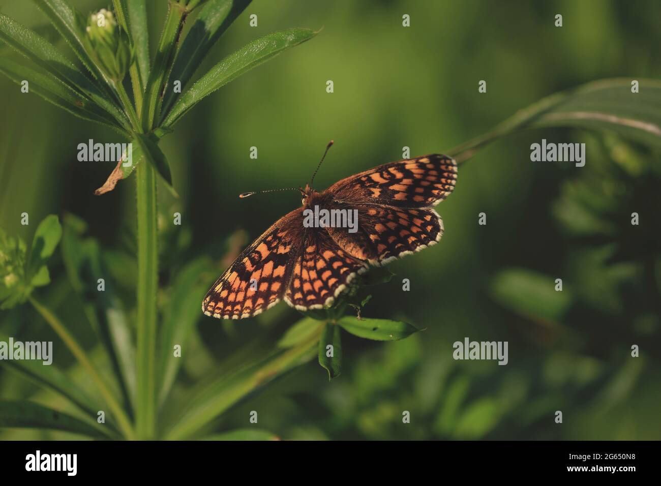 Melitaea diamina, False Heath Fritillary. Close-up bright orange-brown butterfly sits in sunlight on green leaves in meadow in summer morning. Stock Photo