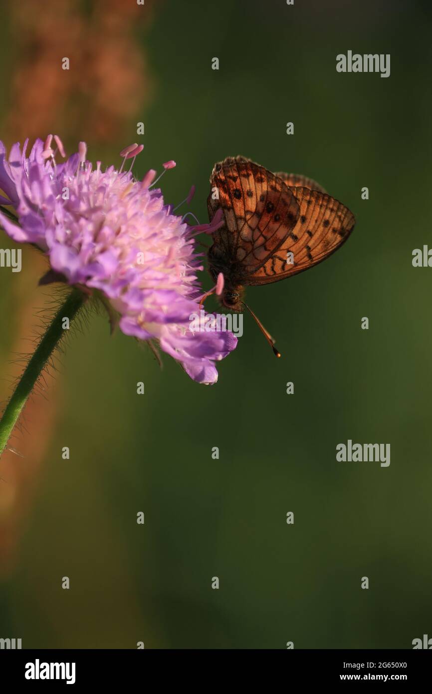 Brenthis ino, Lesser Marbled Fritillary. Knautia arvensis, Field Scabious. Orange butterfly is sitting on purple flower in light of morning sun. Stock Photo
