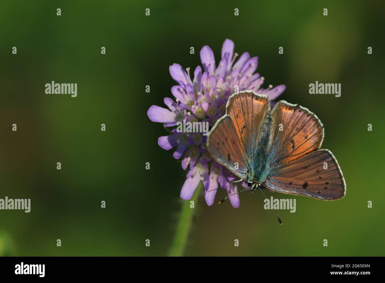 Butterfly flower. Lycaena alciphron, Purple-shot Copper.  A copper-brown butterfly with spread wings sits on a purple flower. Space for text. Stock Photo