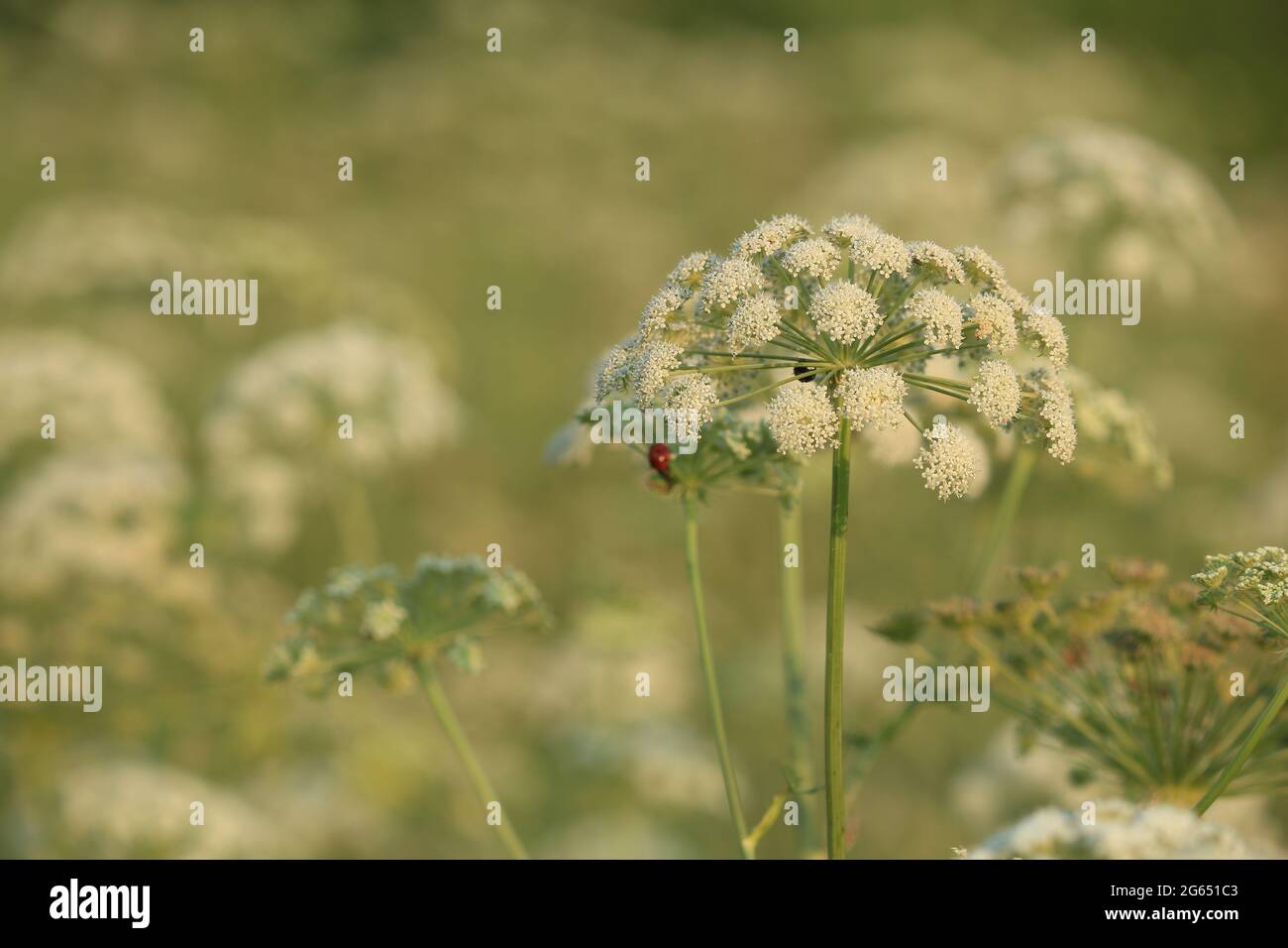 Seseli libanotis, Moon Carrot. Blooming white flowers on a green meadow on a summer sunny evening. White cap of a flower of an umbrella plant. Stock Photo