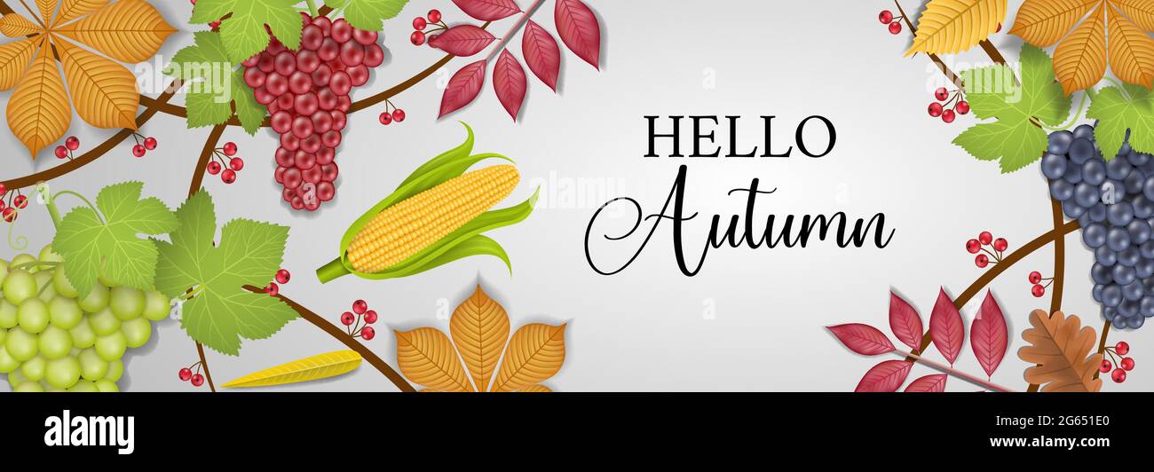 Hello autumn banner with grapes, fall leaves and corn cob Stock Vector