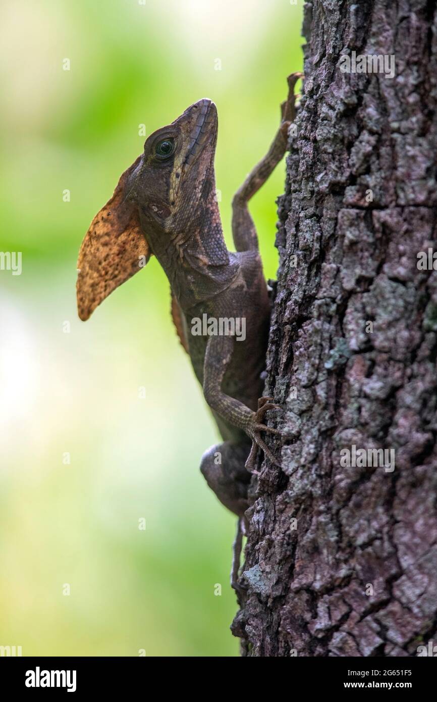 Brown basilisk lizard basiliscus vittatus hires stock photography and