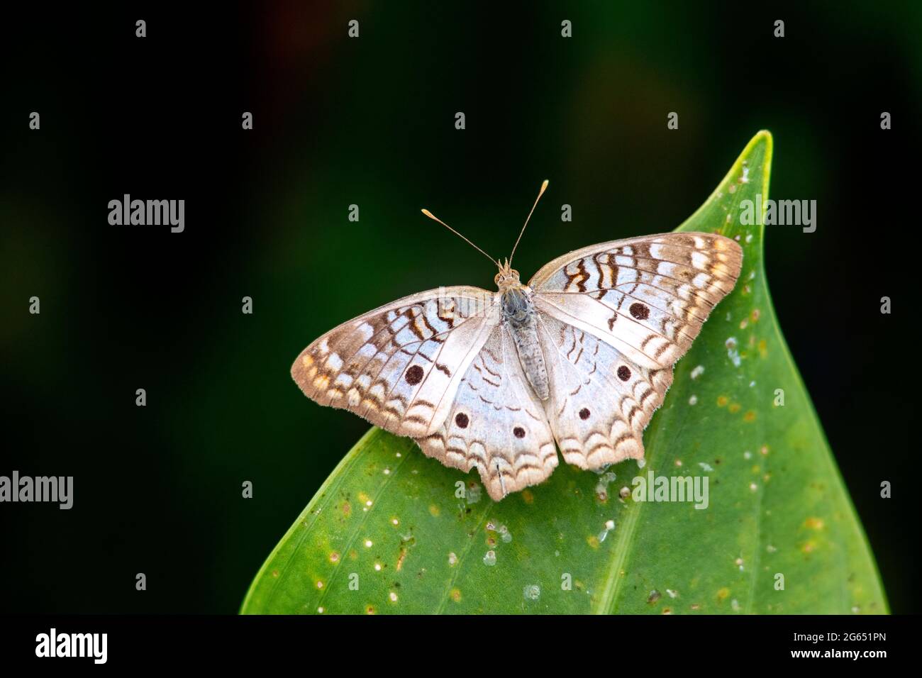 White peacock butterfly (Anartia jatrophae) against dark background ...