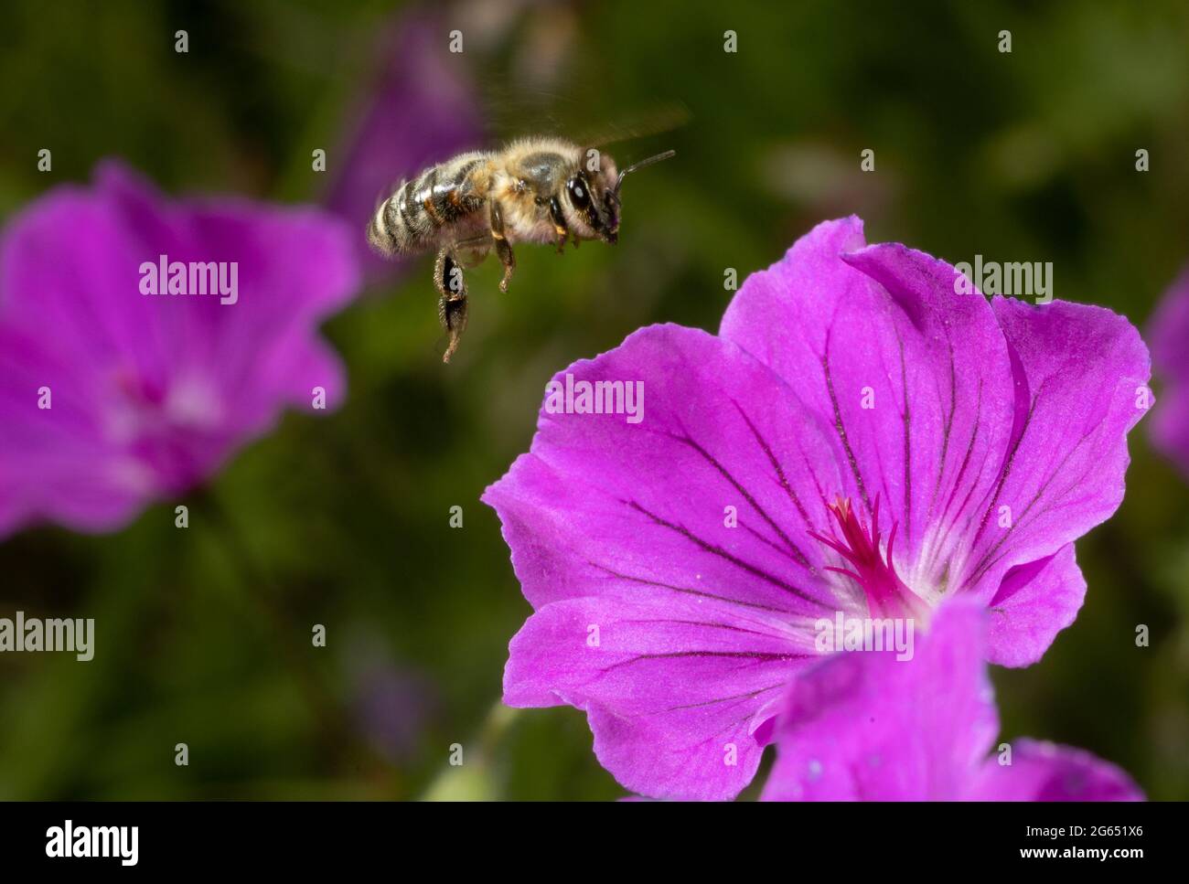 a bee flying towards a purple geranium flower the blossom wide open