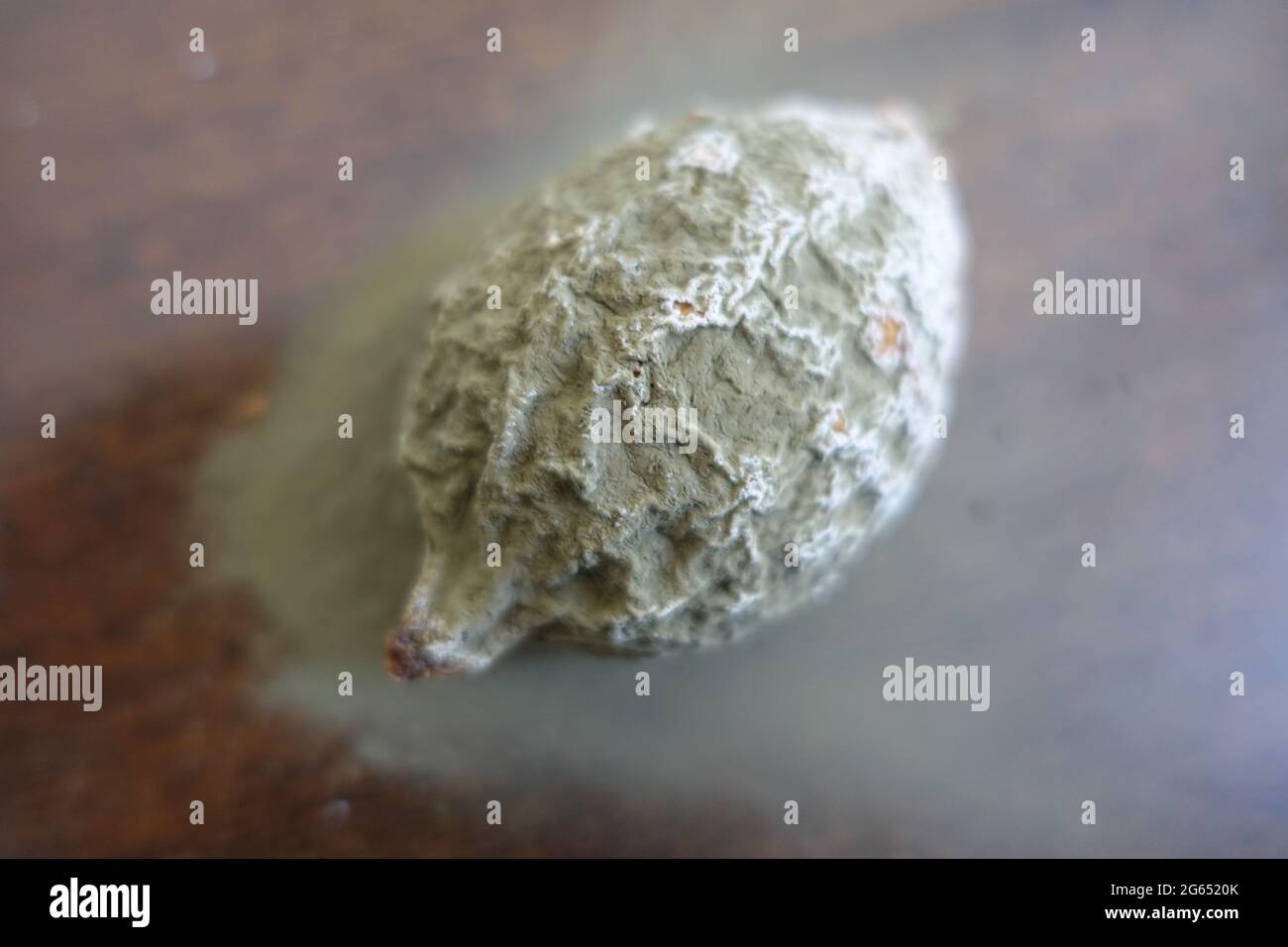 moldy lemon Stock Photo Alamy