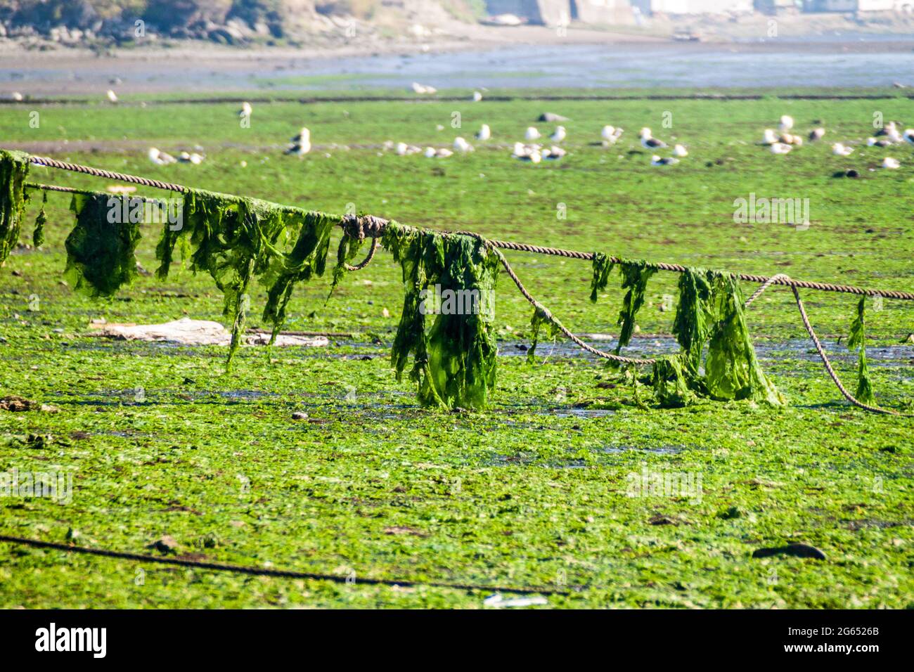 Tide Small Rope Rope and algae during low tide Stock Photo - Alamy