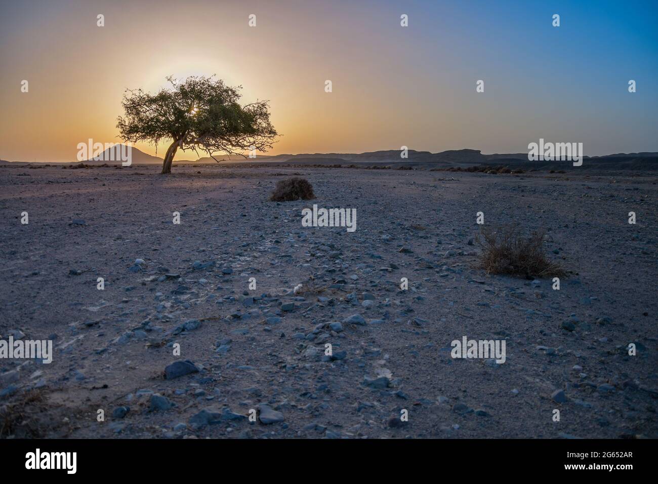 Old acacia in desert, Egypt, Africa Stock Photo Alamy