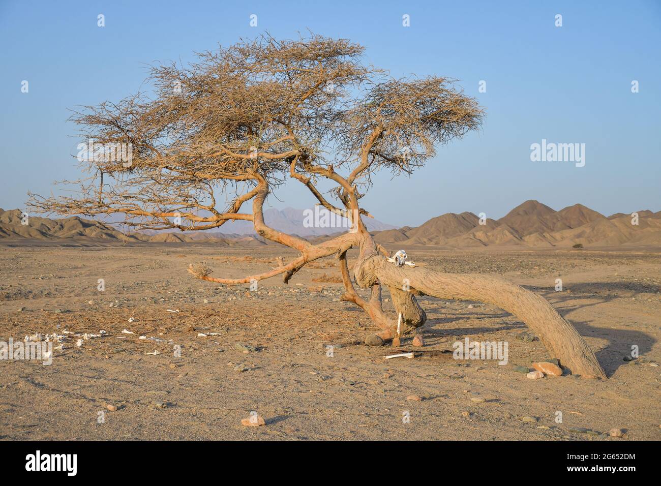 Tree on desert in Africa Stock Photo Alamy