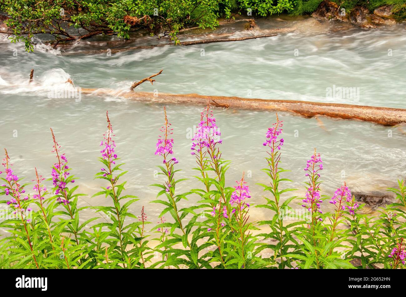 Firerweed in bloom bordering stream at Lake Louise Hotel, Banff National Park, Alberta, Canada Stock Photo