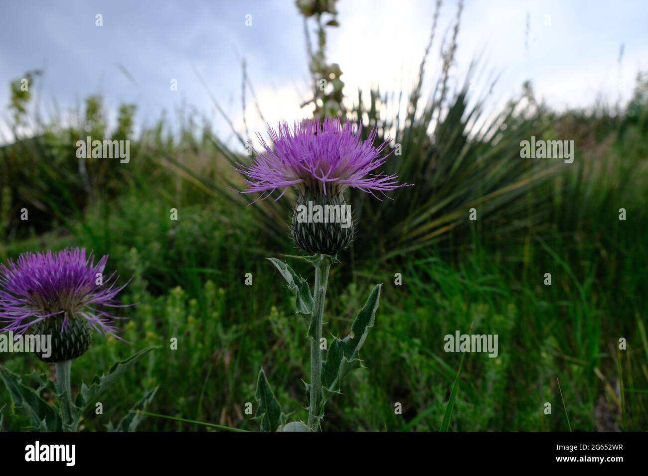 Pasture thistle plant at Matthews Winters Park in Golden Colorado Stock Photo