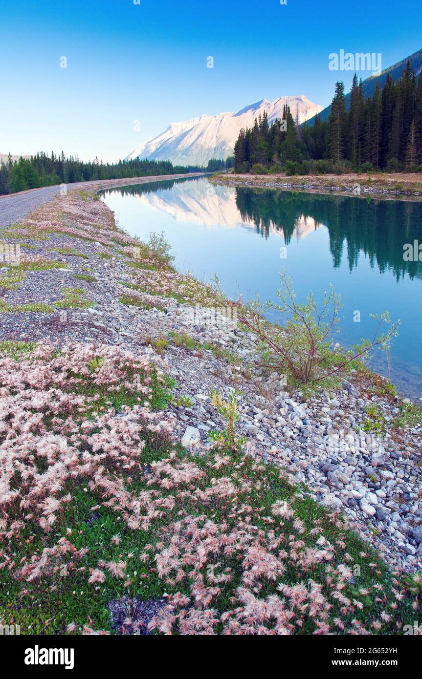 Wildflowers along stream, British Columbia, Canada Stock Photo