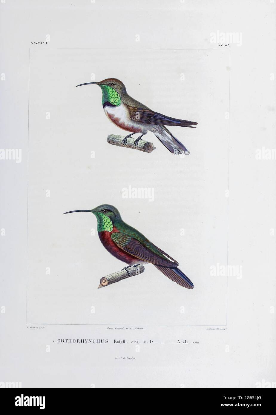 South American hummingbirds, 19th century illustration Stock Photo