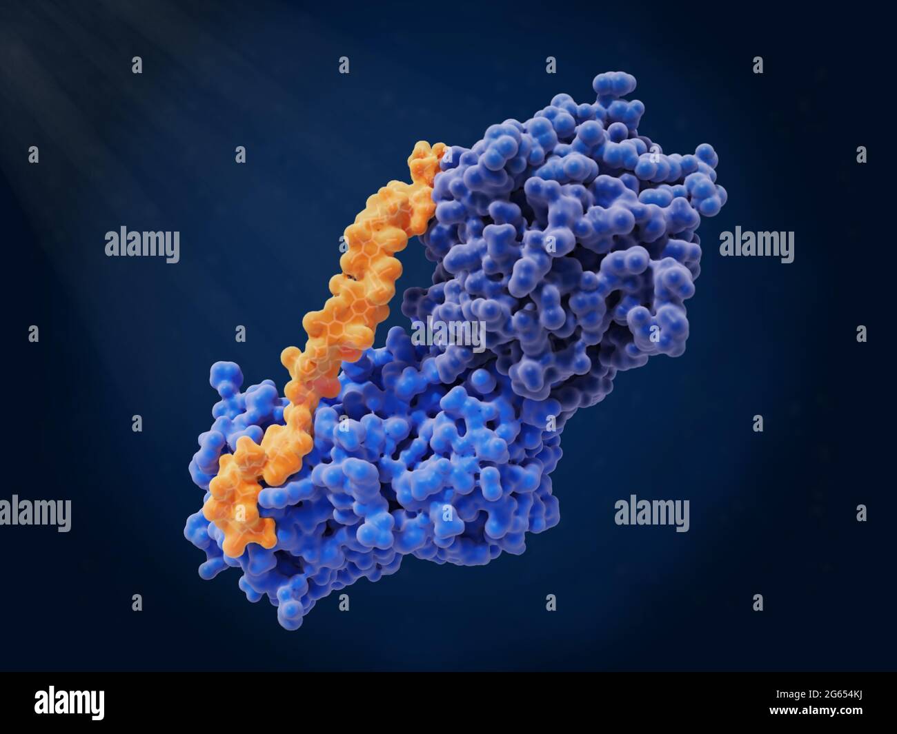 Heparin, antithrombin and thrombin complex, molecular model Stock Photo