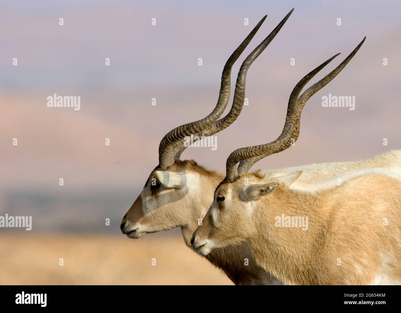 Addax antelope Stock Photo