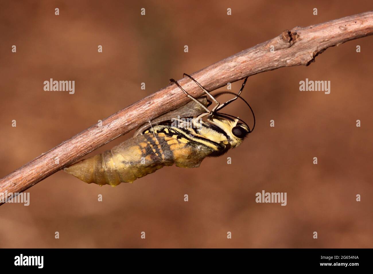 Swallowtail butterfly emerging from cocoon Stock Photo