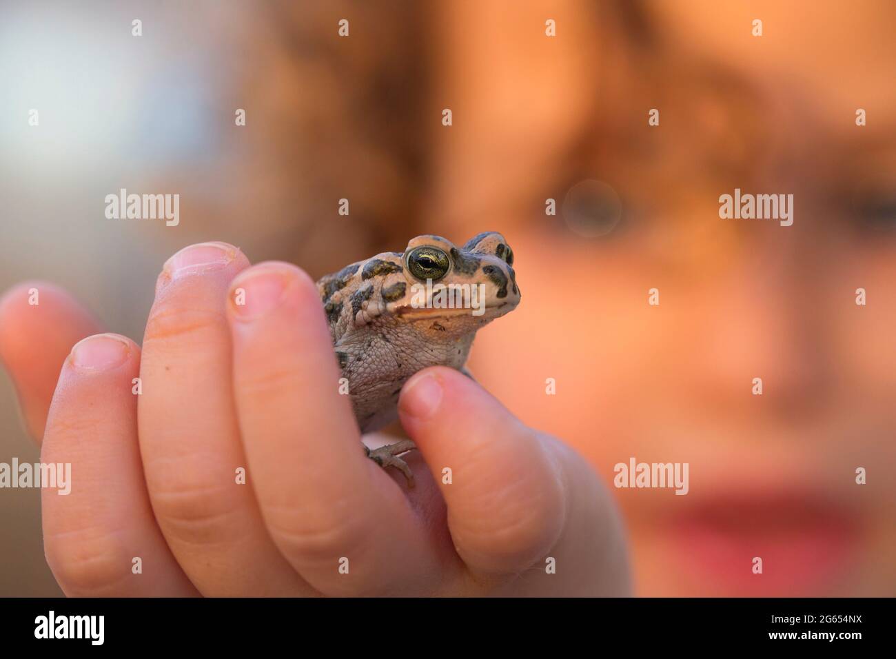 Holding a marsh frog Stock Photo