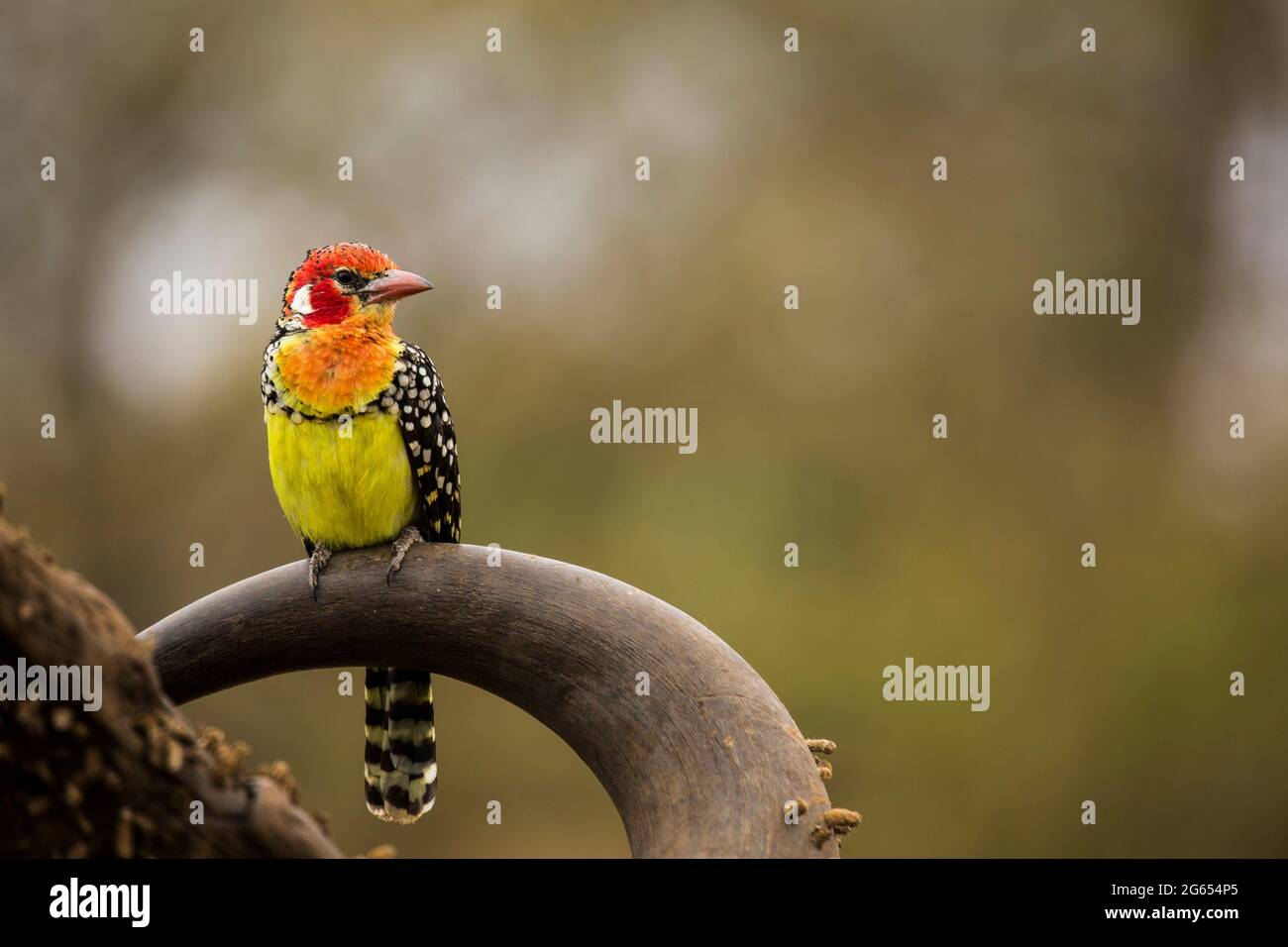 Red and yellow barbet Stock Photo