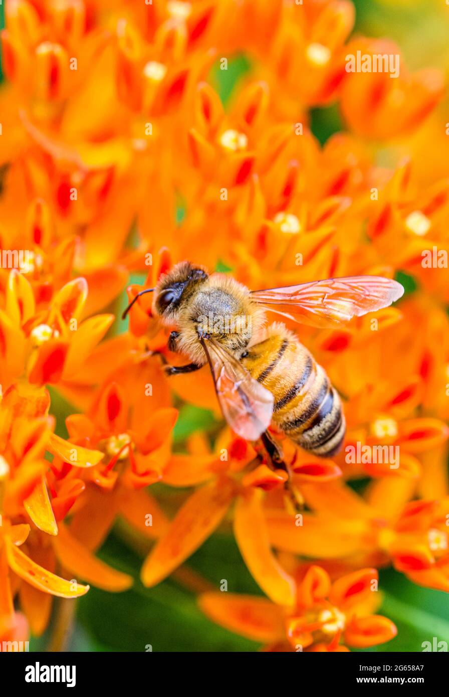 Closeup of a honey bee (Apis mellifera) on the orange flowers of Butterfly weed (Asclepias tuberosa). Stock Photo