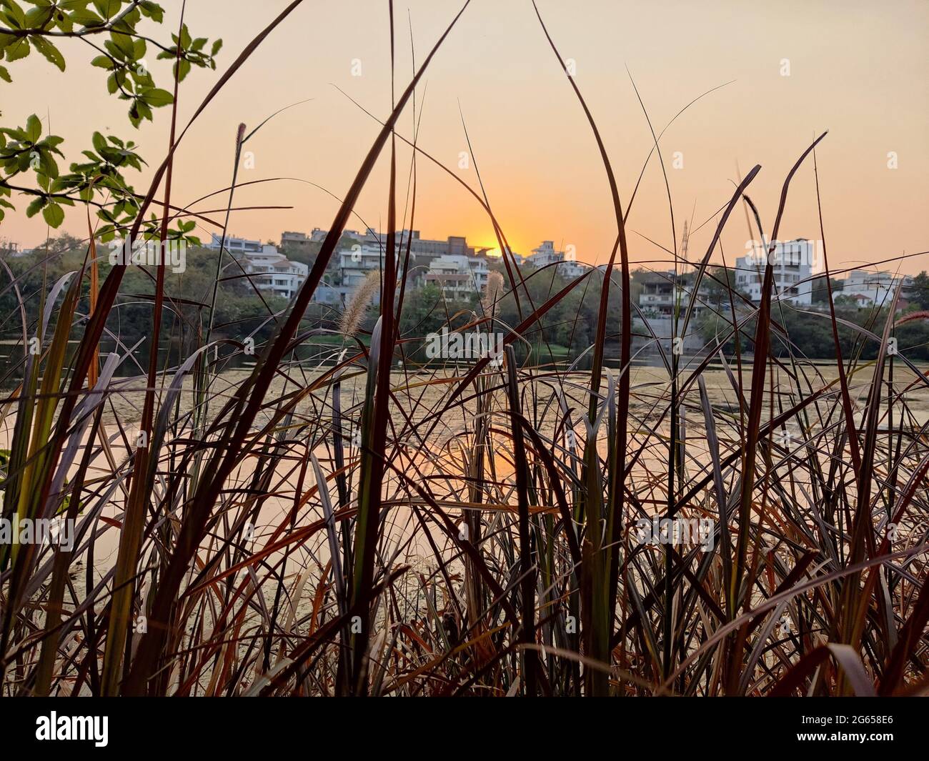 Golden hour sunset through tall grass along a pond Stock Photo - Alamy