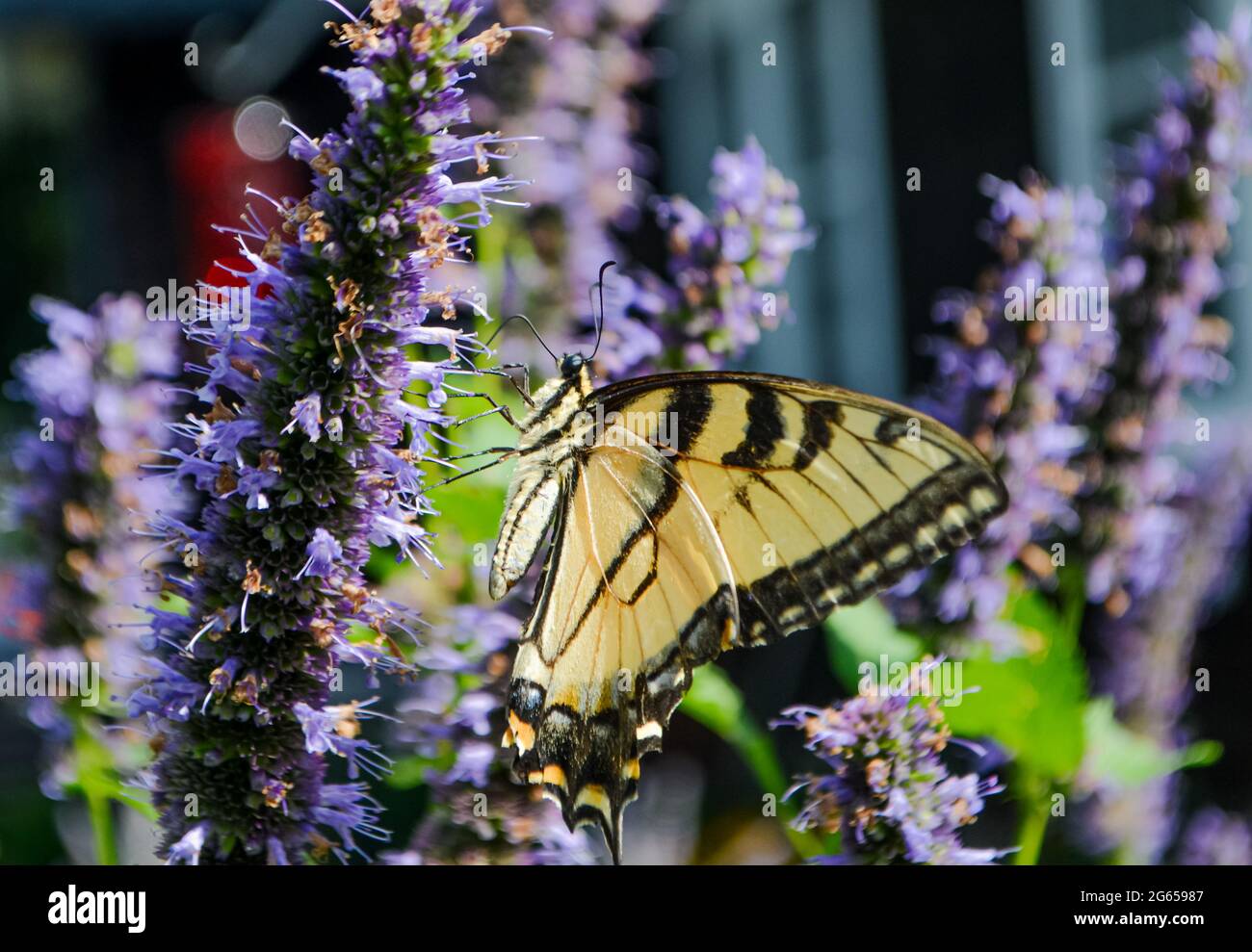 An Eastern Tiger Swallowtail (Papilio glaucus) with wings closed feeds on Anise Hyssop (Agastache foeniculum). Closeup. Copy space. Long Island, NY. Stock Photo