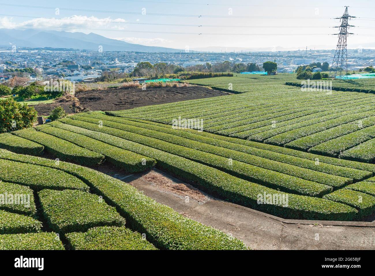 Green tea plantation in Yamamoto, Fujinomiya city, Shizuoka Prefecture, Japan. Aerial view of