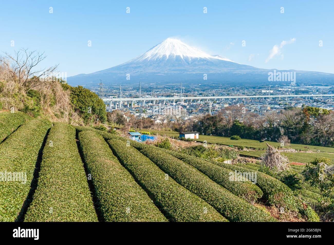 Mount Fuji with snow and green tea plantation in Yamamoto, Fujinomiya city, Shizuoka Prefecture