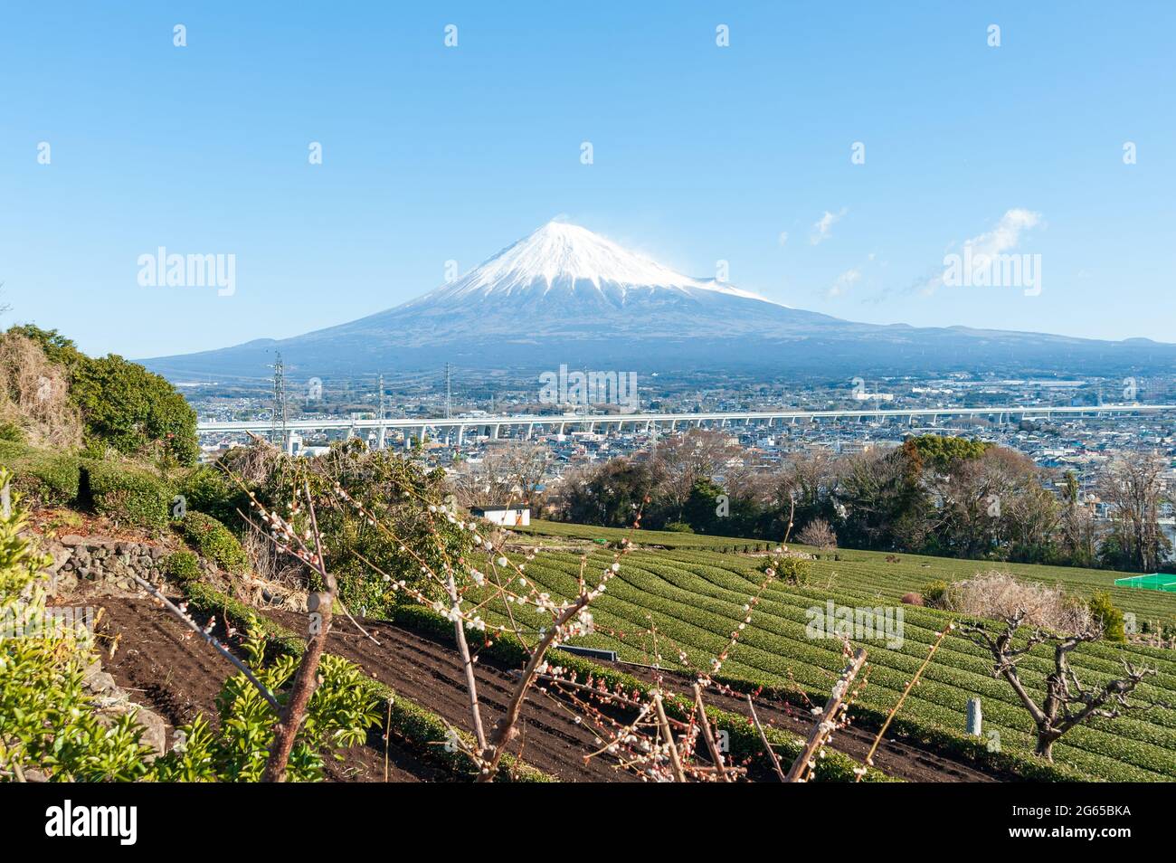 Mount Fuji with snow and green tea plantation in Yamamoto, Fujinomiya city, Shizuoka Prefecture, Japan. Blooming sakura tree. Stock Photo