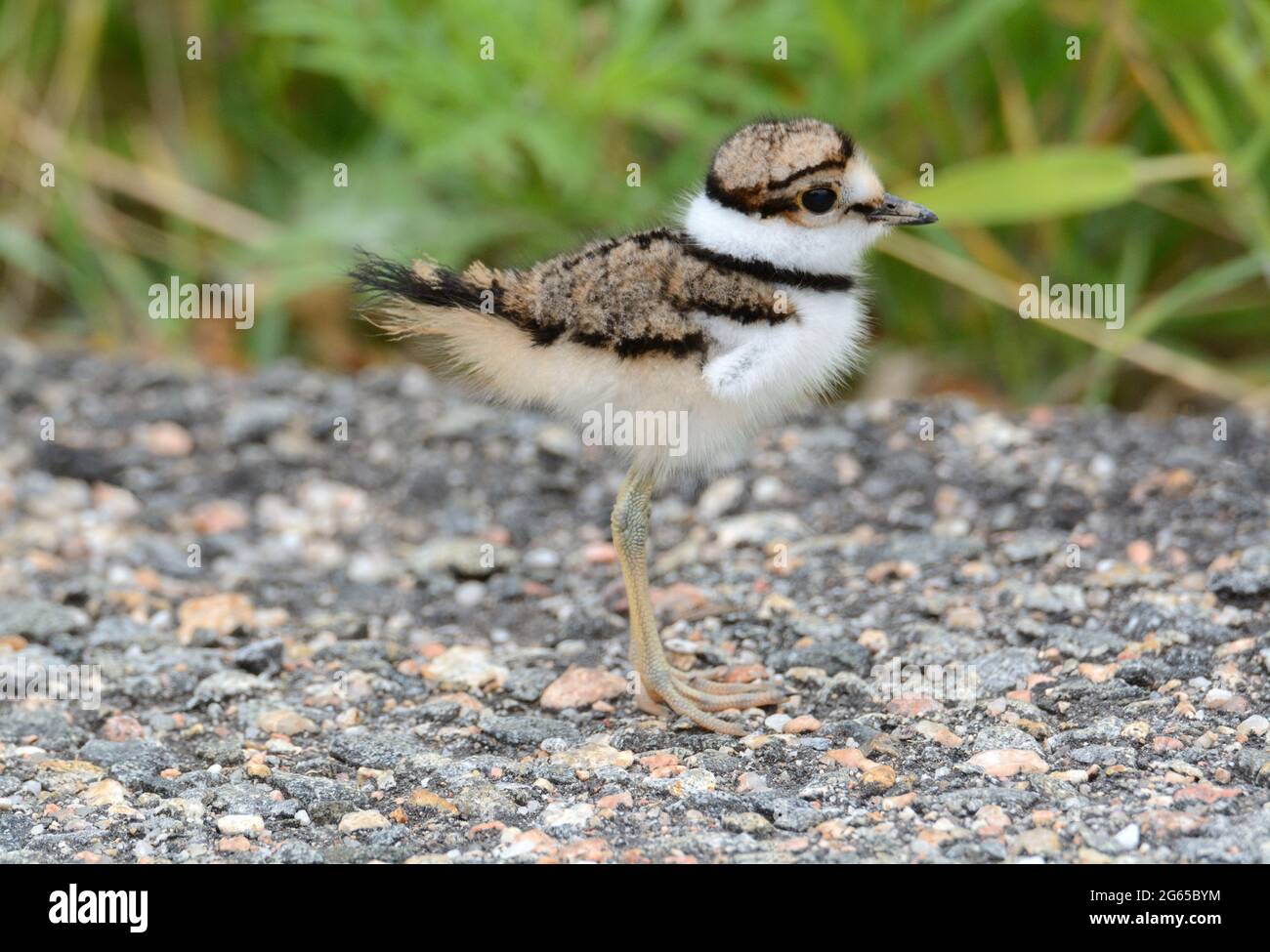 Baby killdeer bird or Charadrius vociferus so young that wing is tiny
