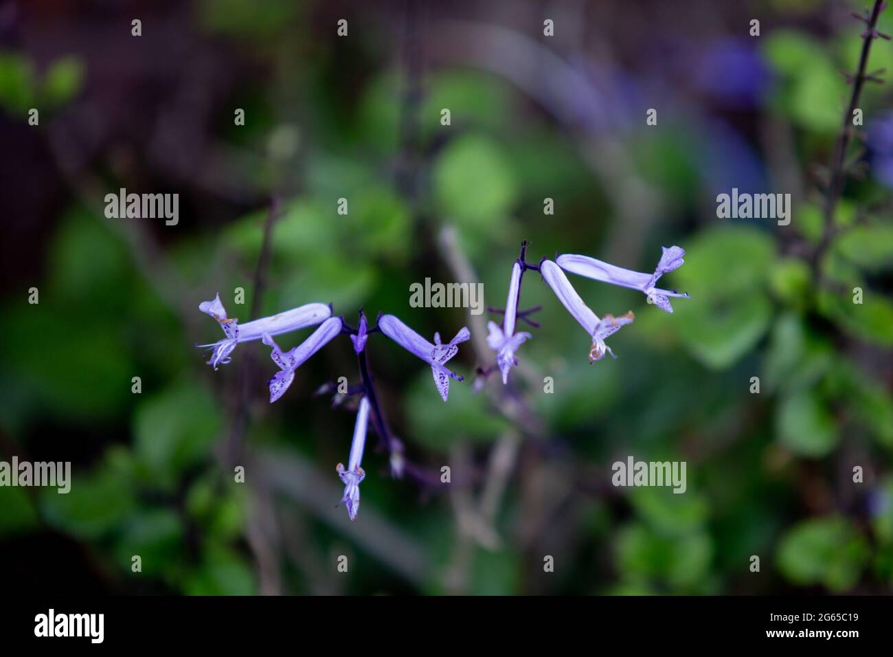 Plectranthus effusus - Flower Stock Photo