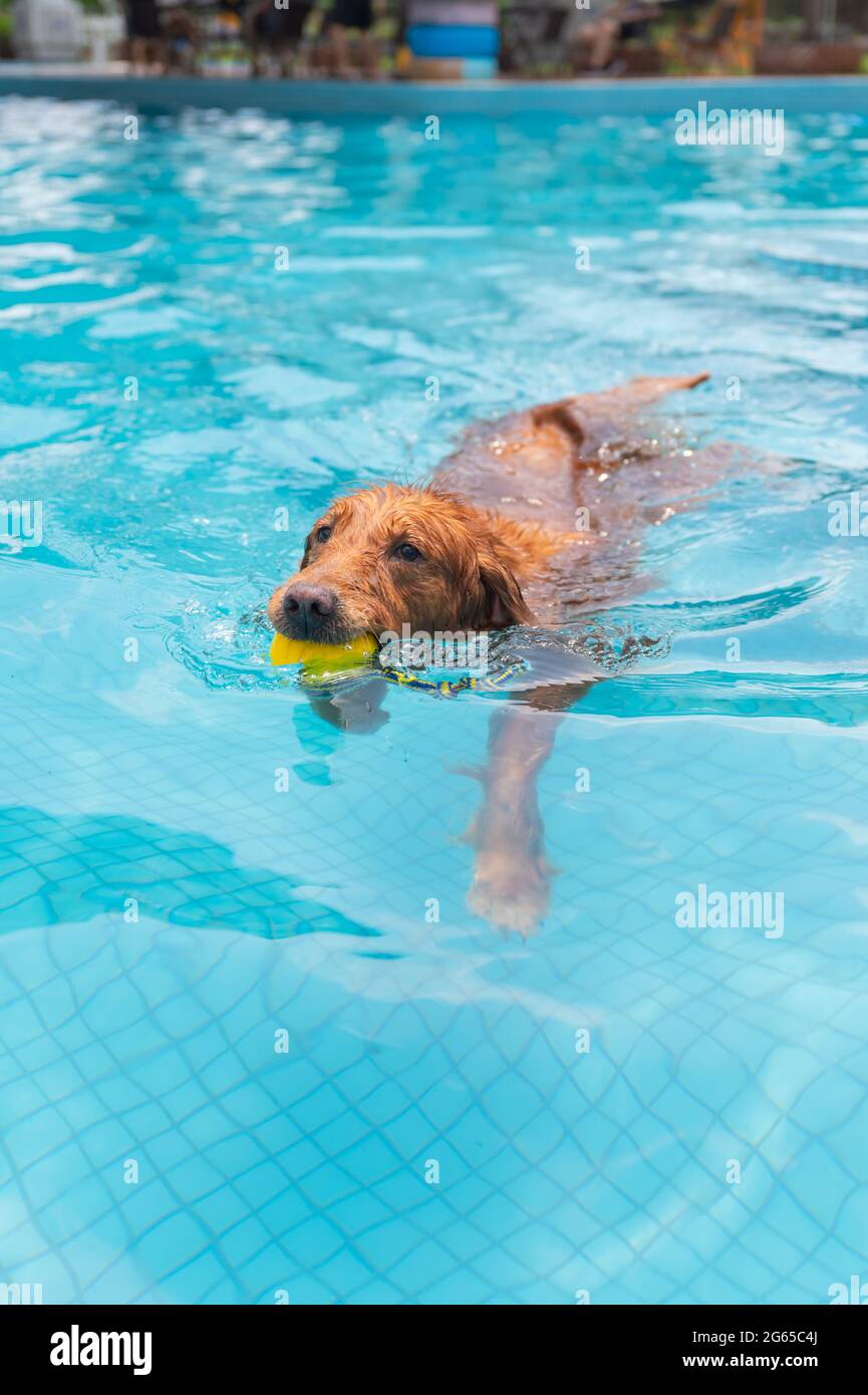Golden Retriever swimming in the pool Stock Photo - Alamy
