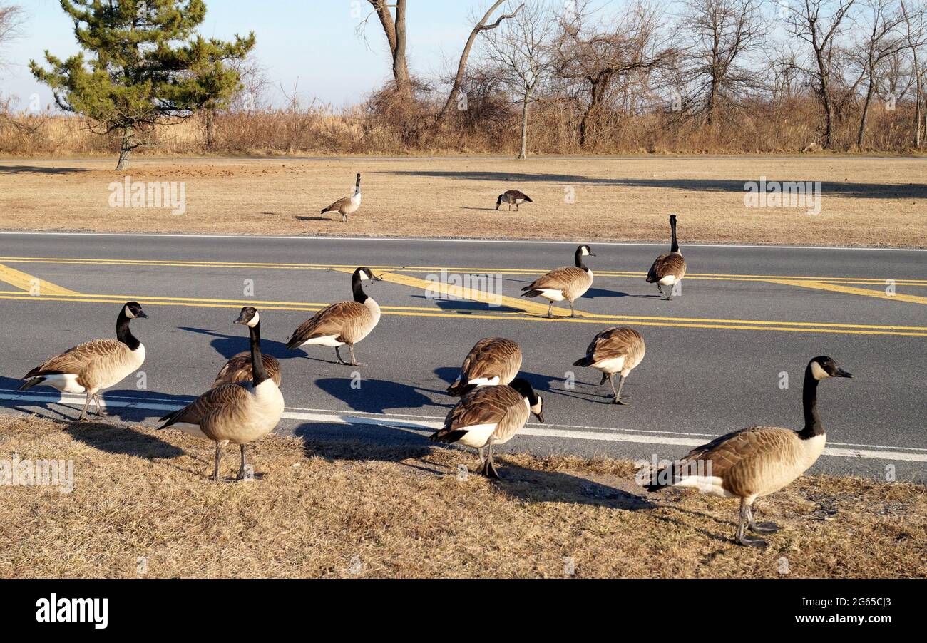 Gaggle of Canada geese walking on the grass by the road and on the tarmac Great Kills Harbor Staten Island NY USA Stock Photo Alamy