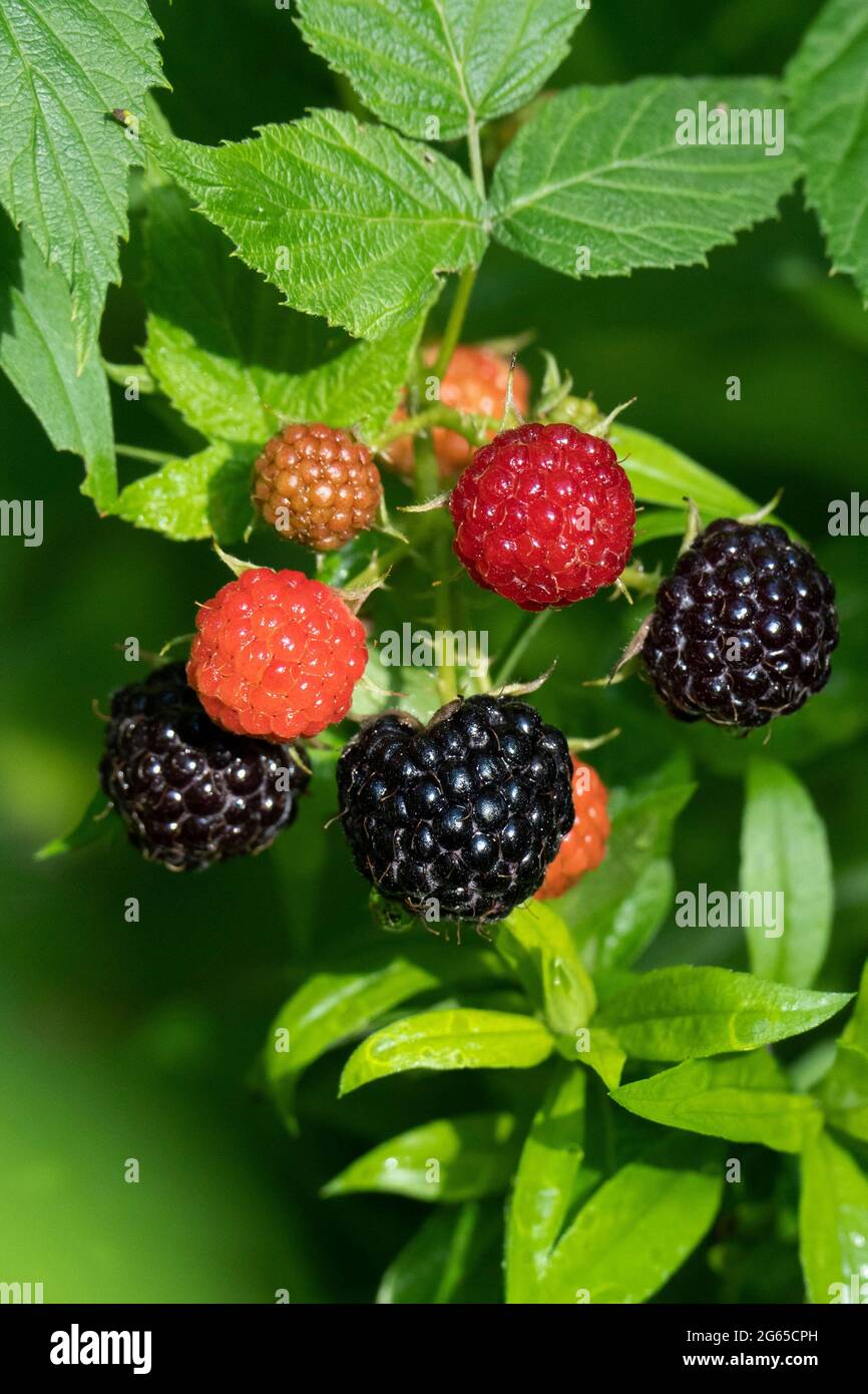 Wild Black Raspberries (Rubus occidentalis) , Thimbleberries,  Black Raspberry Stock Photo