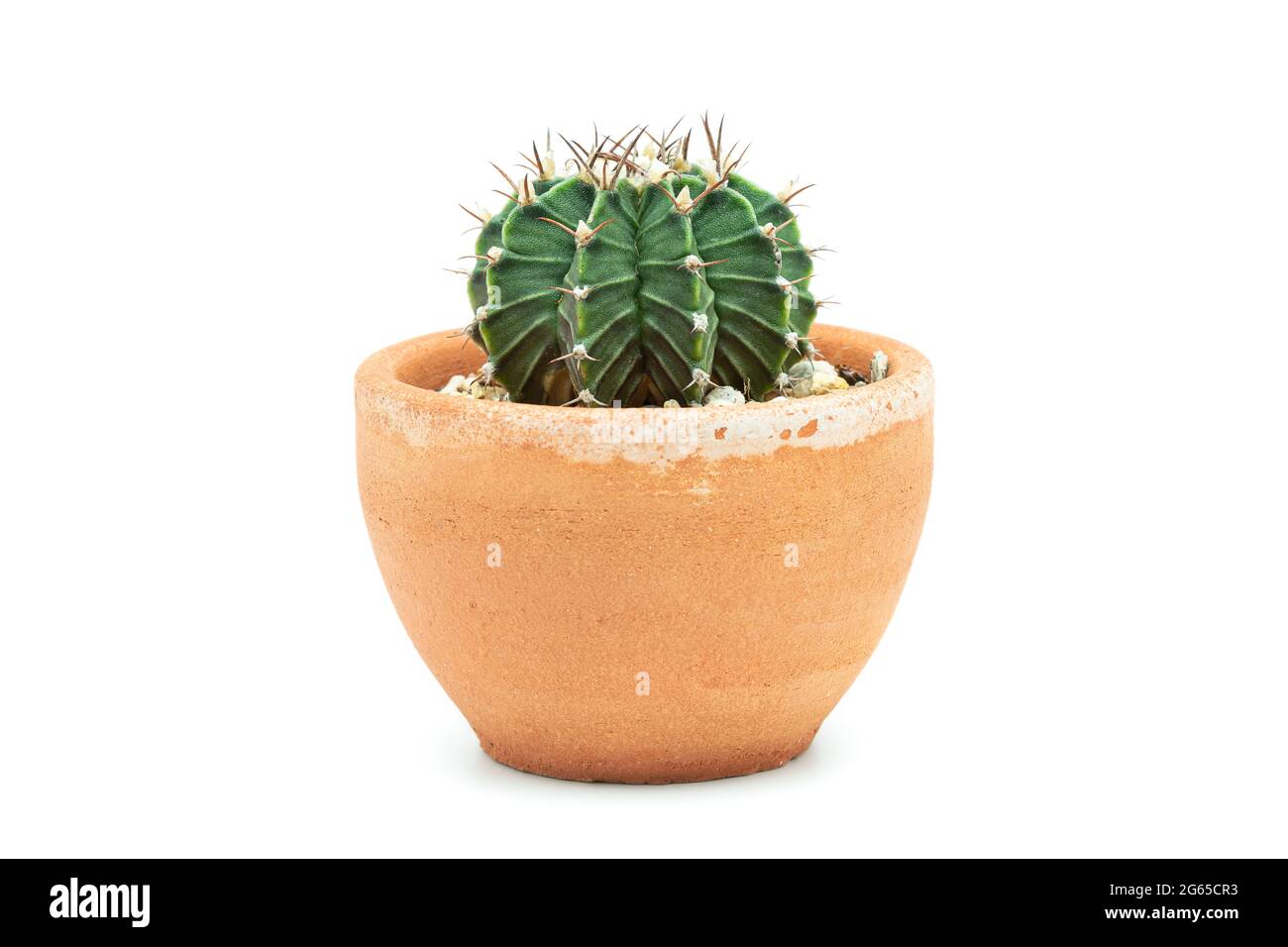 Cactus in a terracotta pot on white background Stock Photo - Alamy
