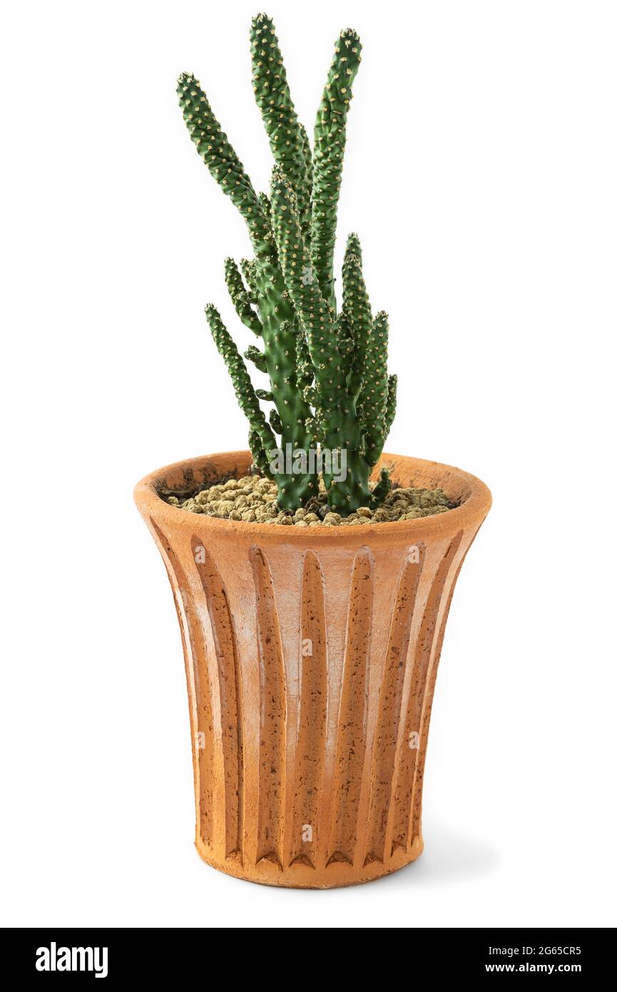 A cactus plant in terracotta pot on white background Stock Photo - Alamy