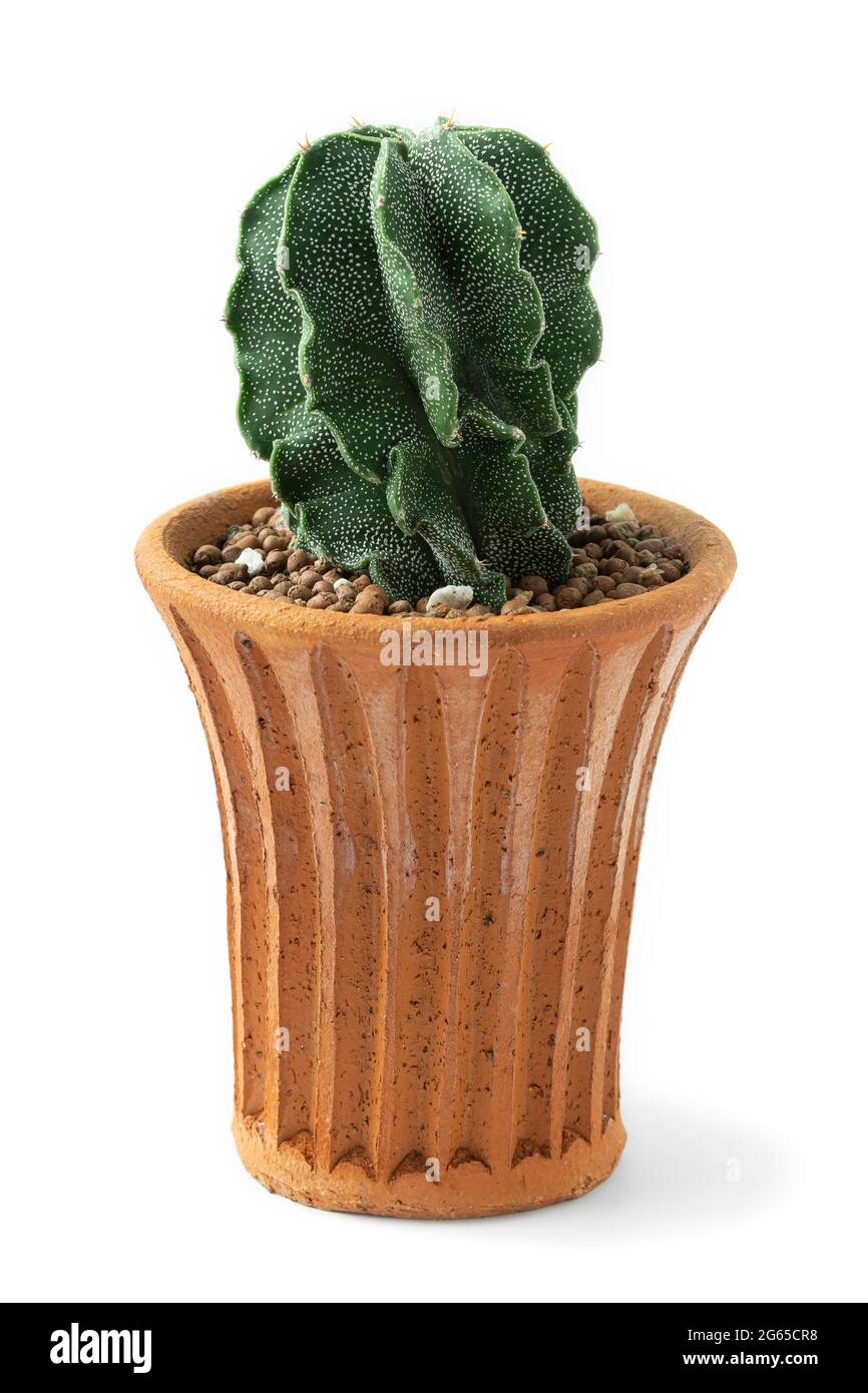A cactus plant in terracotta pot on white background Stock Photo - Alamy