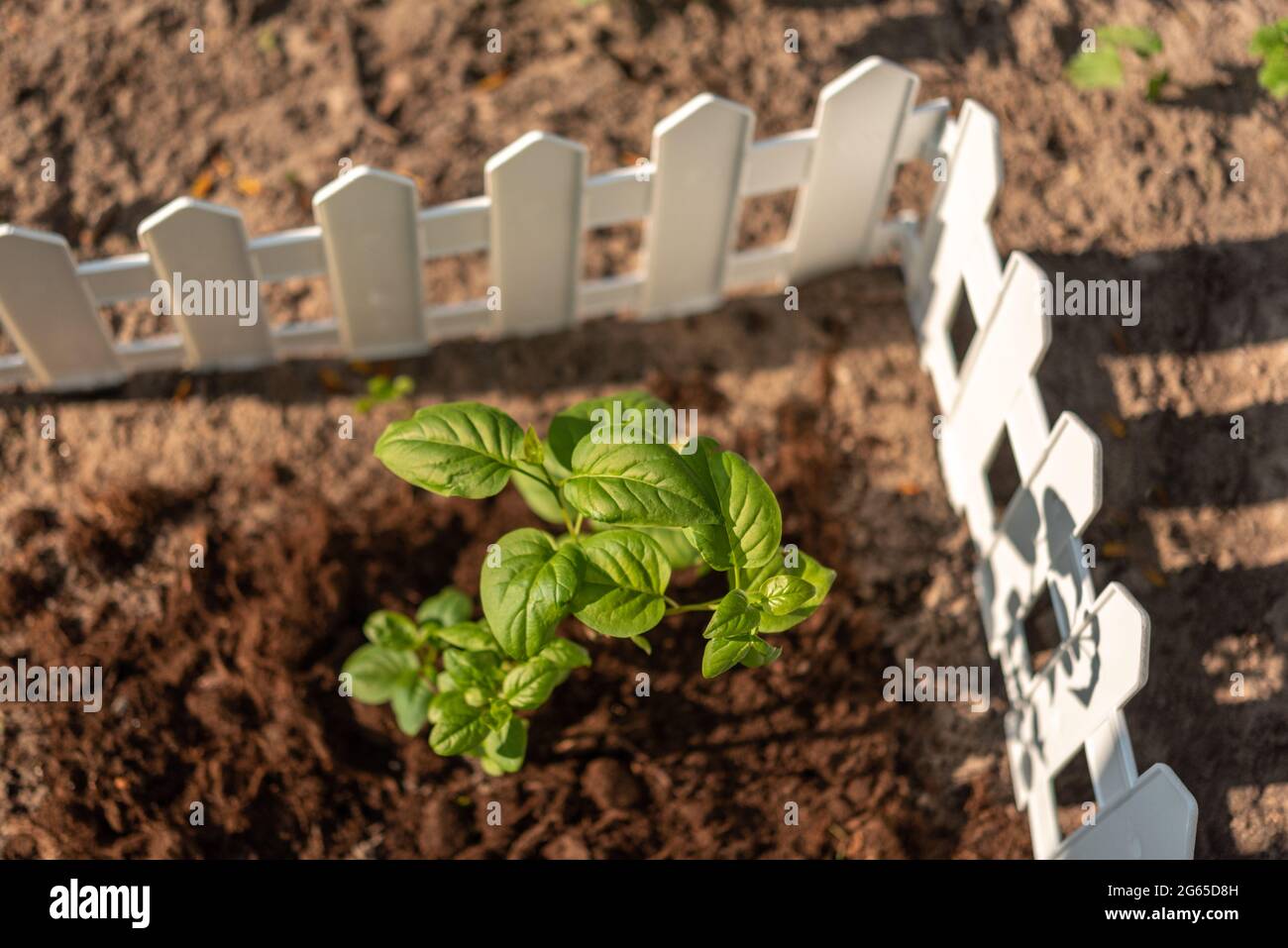 Seedling enclosed by a white fence Stock Photo