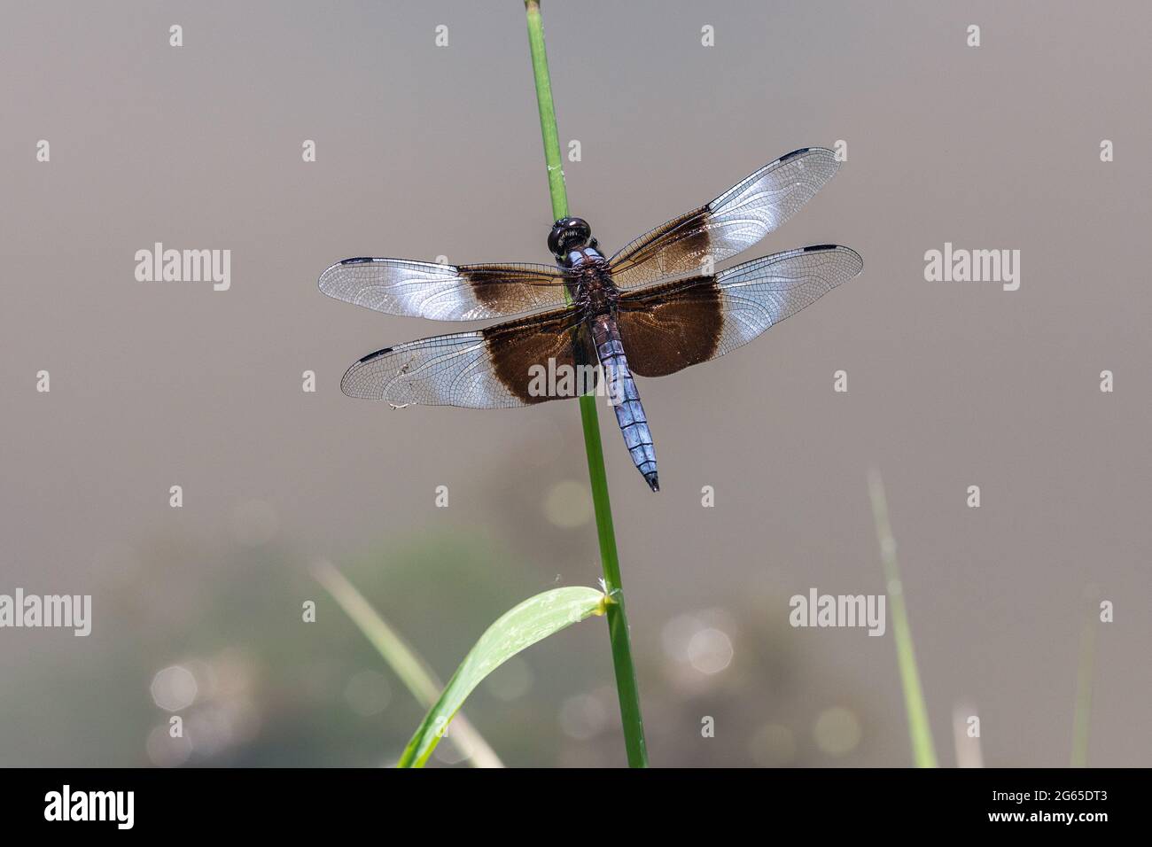 Male Widow Skimmer High Resolution Stock Photography and Images - Alamy
