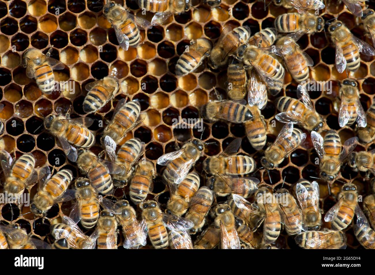 Honeybees (Apis mellifera) on honeycomb frame inside a beehive in SW Idaho. Stock Photo