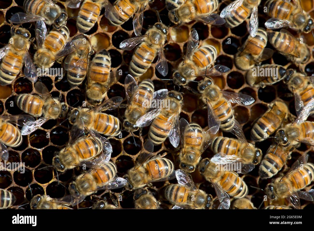 Honeybees (Apis mellifera) on honeycomb frame inside a beehive in SW Idaho. Stock Photo