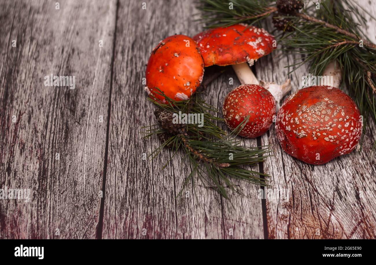 red fly agaric mushrooms on a wooden background. Stock Photo