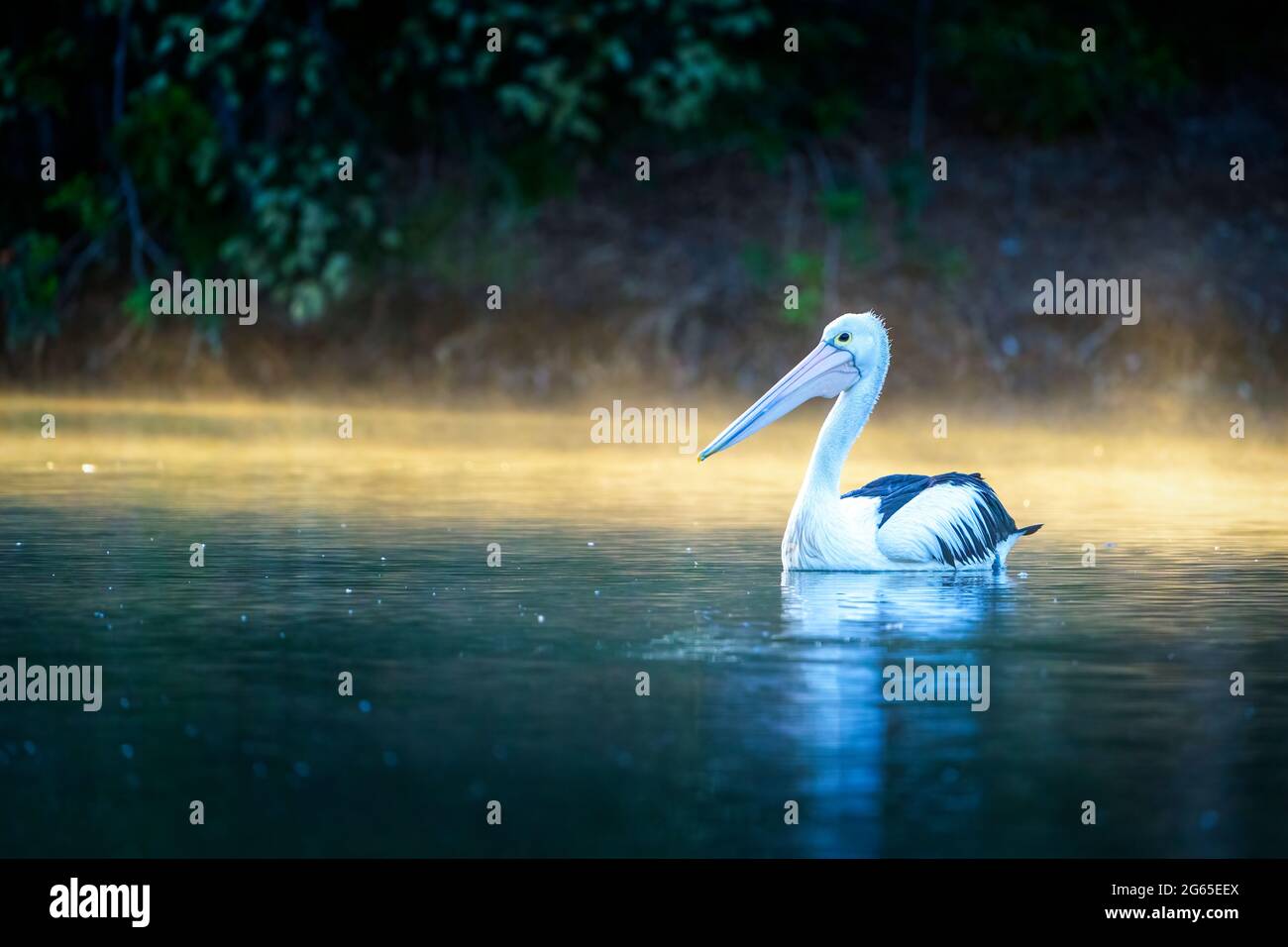 Australian pelican (Pelecanus conspicillatus) swimming on pond with mist on water. Stock Photo