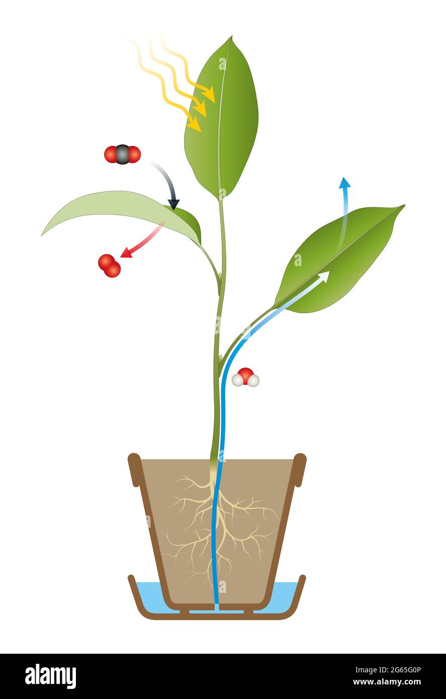 Photosynthesis Process Diagram Stock Photo